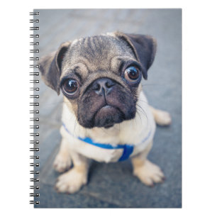 Kutest Baby Animals   Baby Pug Notitieboek