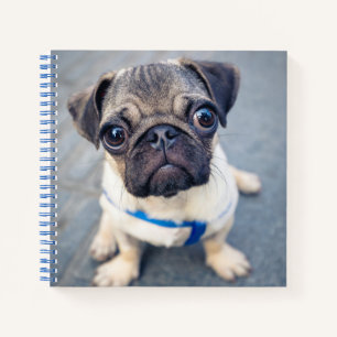 Kutest Baby Animals Baby Pug Notitieboek