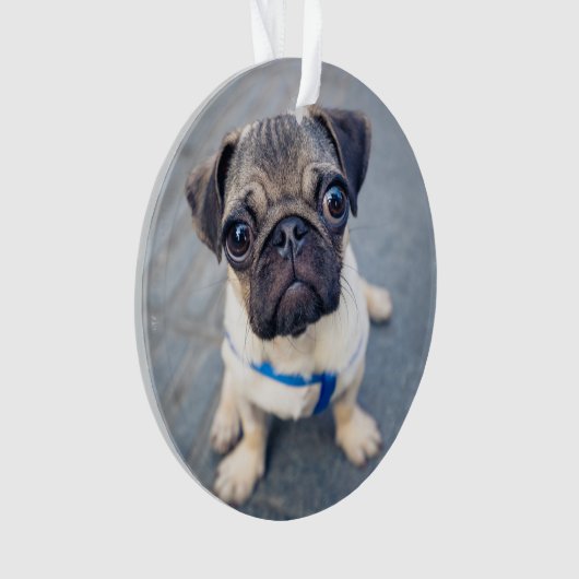 Kutest Baby Animals | Baby Pug Ornament (voorkant)