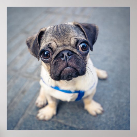 Kutest Baby Animals | Baby Pug Poster (Voorkant)