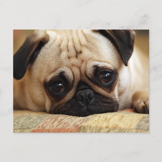 Kutest Baby Animals | Baby Pug Puppy Briefkaart (Voorkant)