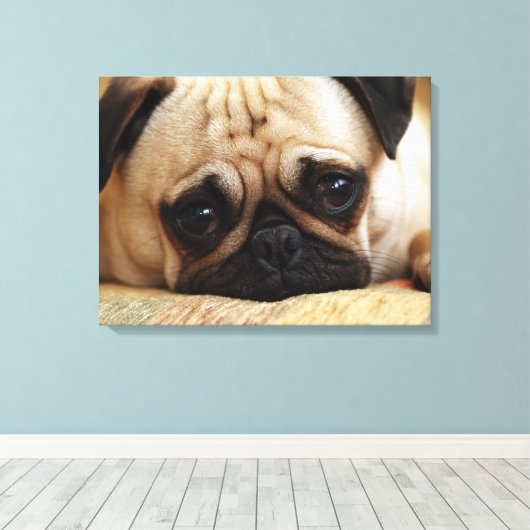Kutest Baby Animals | Baby Pug Puppy Canvas Afdruk (Insitu (Houten vloer))