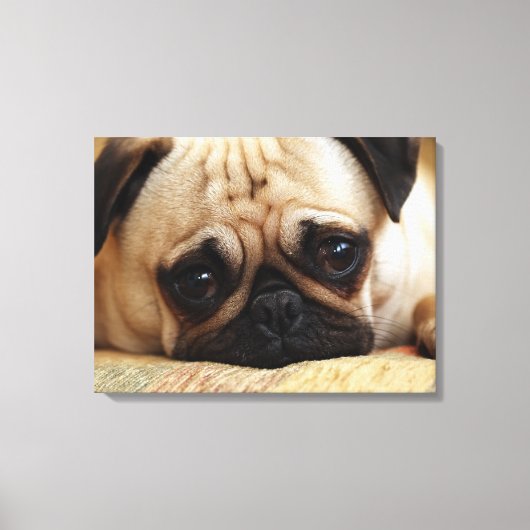 Kutest Baby Animals | Baby Pug Puppy Canvas Afdruk (Voorkant)