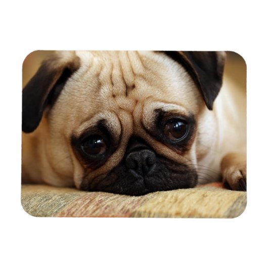 Kutest Baby Animals | Baby Pug Puppy Magneet (Horizontaal)