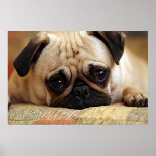 Kutest Baby Animals   Baby Pug Puppy Poster