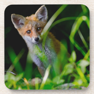 Kutest Baby Animals   Baby Red Fox Bier Onderzetter
