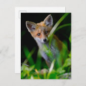 Kutest Baby Animals | Baby Red Fox Briefkaart (Voorkant / Achterkant)