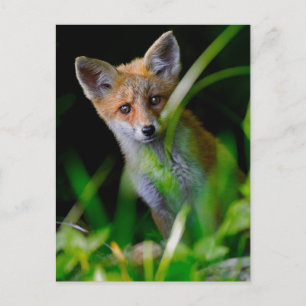Kutest Baby Animals   Baby Red Fox Briefkaart