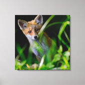Kutest Baby Animals | Baby Red Fox Canvas Afdruk (Voorkant)