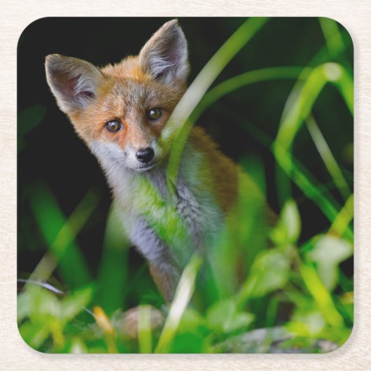 Kutest Baby Animals | Baby Red Fox Kartonnen Onderzetters (Voorkant)
