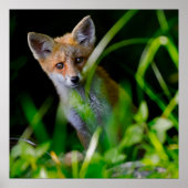 Kutest Baby Animals | Baby Red Fox Poster (Voorkant)