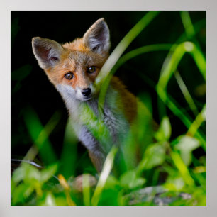 Kutest Baby Animals Baby Red Fox Poster