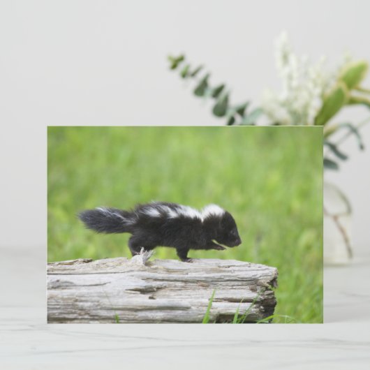 Kutest Baby Animals | Baby Skunk Bedankkaart (Staand voorkant)