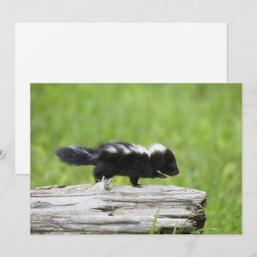 Kutest Baby Animals | Baby Skunk Bedankkaart (Voorkant / Achterkant)