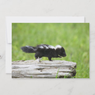 Kutest Baby Animals   Baby Skunk Bedankkaart