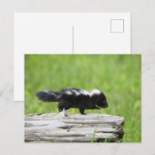Kutest Baby Animals | Baby Skunk Briefkaart (Voorkant / Achterkant)
