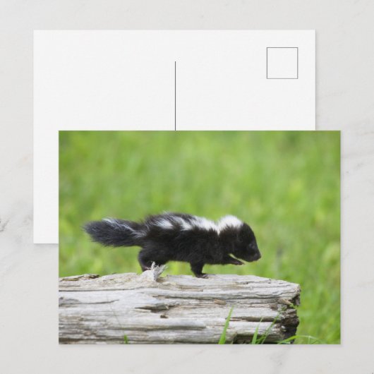 Kutest Baby Animals | Baby Skunk Briefkaart (Voorkant / Achterkant)