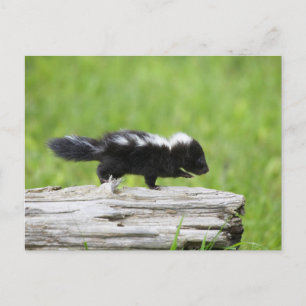 Kutest Baby Animals   Baby Skunk Briefkaart