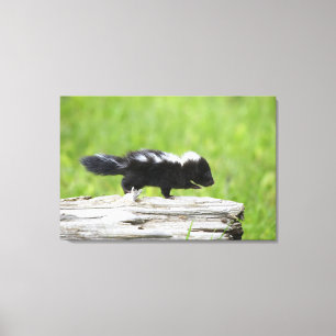 Kutest Baby Animals   Baby Skunk Canvas Afdruk