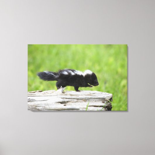 Kutest Baby Animals | Baby Skunk Canvas Afdruk (Voorkant)