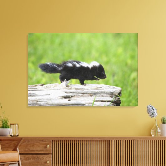 Kutest Baby Animals | Baby Skunk Canvas Afdruk (Insitu (Woonkamer))
