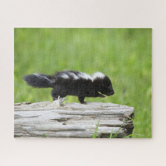 Kutest Baby Animals | Baby Skunk Legpuzzel (Horizontaal)