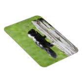 Kutest Baby Animals | Baby Skunk Magneet (Rechterzijde)