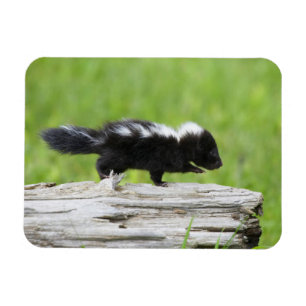 Kutest Baby Animals   Baby Skunk Magneet