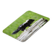 Kutest Baby Animals | Baby Skunk Magneet (Linkerzijde)