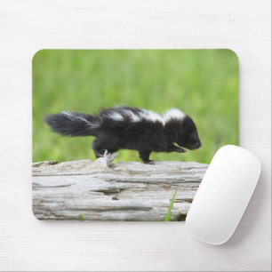 Kutest Baby Animals   Baby Skunk Muismat