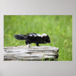 Kutest Baby Animals Baby Skunk Poster