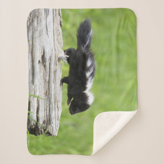 Kutest Baby Animals | Baby Skunk Sherpa Deken (Voorkant)