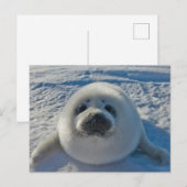 Kutest Baby Animals | Baby zegel Briefkaart (Voorkant / Achterkant)