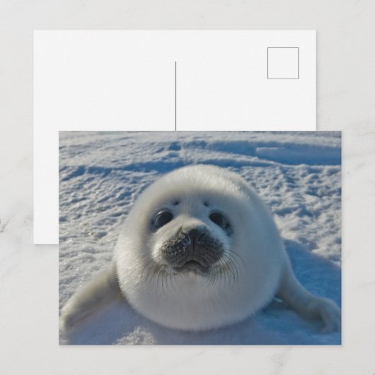 Kutest Baby Animals | Baby zegel Briefkaart (Voorkant / Achterkant)