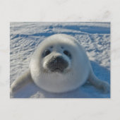 Kutest Baby Animals | Baby zegel Briefkaart (Voorkant)