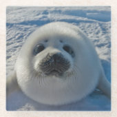 Kutest Baby Animals | Baby zegel Glazen Onderzetter (Voorkant)