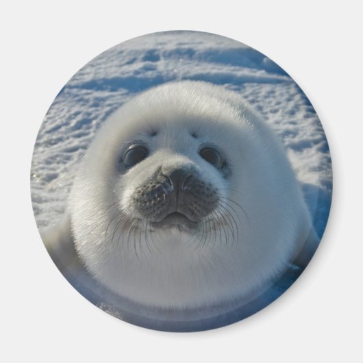 Kutest Baby Animals | Baby zegel Magneet (Voorkant)