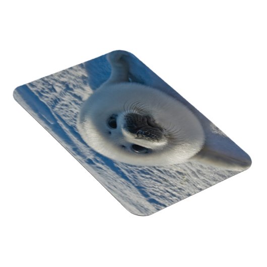 Kutest Baby Animals | Baby zegel Magneet (Rechterzijde)