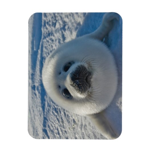 Kutest Baby Animals | Baby zegel Magneet (Verticaal)