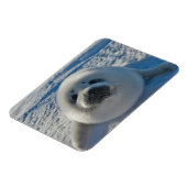 Kutest Baby Animals | Baby zegel Magneet (Linkerzijde)