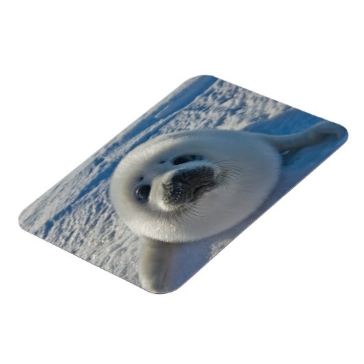 Kutest Baby Animals | Baby zegel Magneet (Linkerzijde)