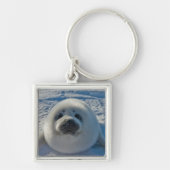 Kutest Baby Animals | Baby zegel Sleutelhanger (Voorkant)