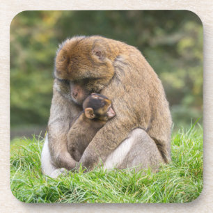 Kutest Baby Animals Barbary Macaque Bier Onderzetter