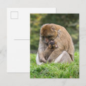 Kutest Baby Animals | Barbary Macaque Briefkaart (Voorkant / Achterkant)