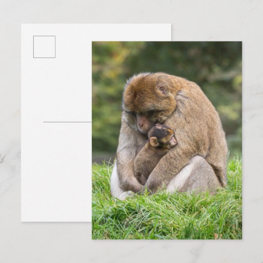 Kutest Baby Animals | Barbary Macaque Briefkaart (Voorkant / Achterkant)