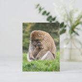 Kutest Baby Animals | Barbary Macaque Briefkaart (Staand voorkant)