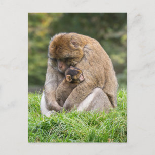 Kutest Baby Animals   Barbary Macaque Briefkaart