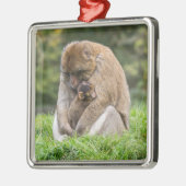 Kutest Baby Animals | Barbary Macaque Metalen Ornament (Links)