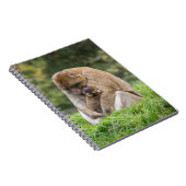 Kutest Baby Animals | Barbary Macaque Notitieboek (Rechterzijde)