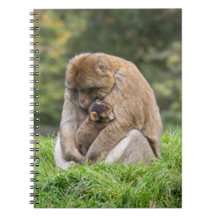 Kutest Baby Animals Barbary Macaque Notitieboek